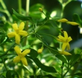 Showy Yellow Jasmine, Florida Yellow Jasmine, Jasminum floridum